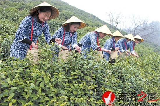 采茶時節(jié)，茶園與采茶女成為商南一道靚麗的風景。