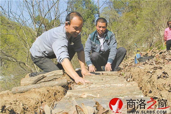 社員石立峰正在種植豬苓,趙實明在旁邊進(jìn)行技術(shù)指導(dǎo)。