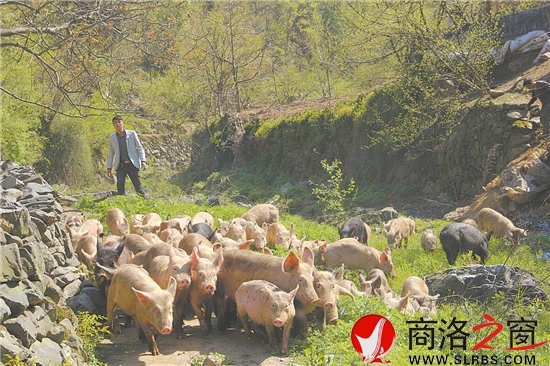 每天固定時間,趙王琦就會把圈舍里的豬放出來。