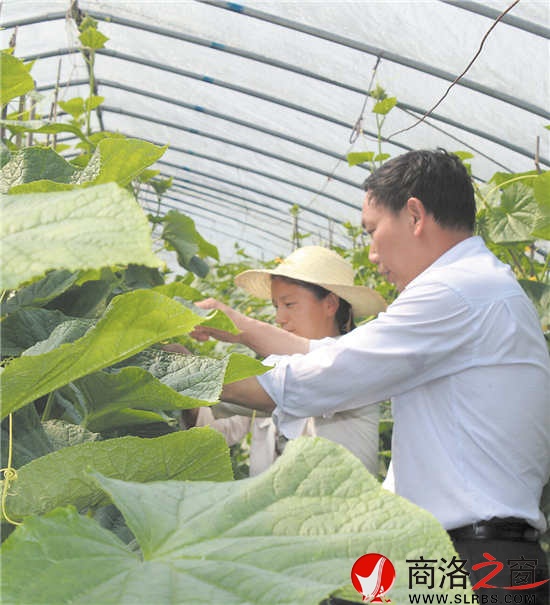 王家莊生機盎然的大棚菜