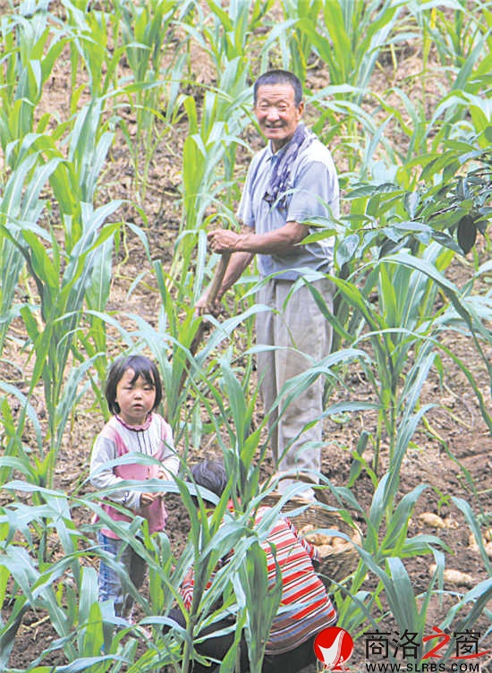 在石灰岔，最珍貴的還是土地。每到收獲季節(jié)，外出務(wù)工的村民總會(huì)匆匆趕回來收割莊稼。幾天之后，他們會(huì)再次踏上征程。