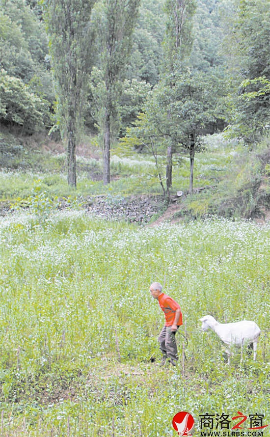 整個(gè)山坡有10多戶人家，戶戶大門緊鎖?？粗酒秸沟耐恋匾呀?jīng)荒蕪，楊鳳良老人覺得有些可惜，養(yǎng)了10多只羊。他也成了這10多戶人家的看門人。