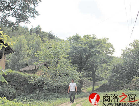 家鄉(xiāng)的這條路楊安平已走了多年，但他每次經(jīng)過這里，都有一種深深的眷戀。