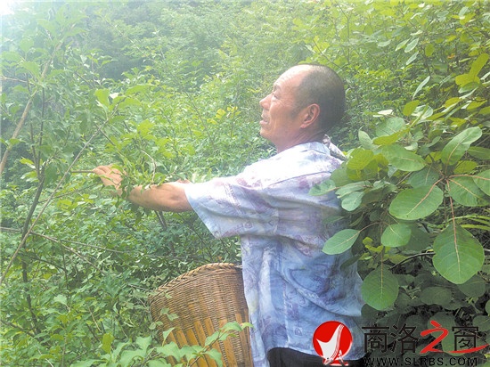 打山貨每天能賣百十元錢，成了炎炎夏季袁漢友最開心的事情。