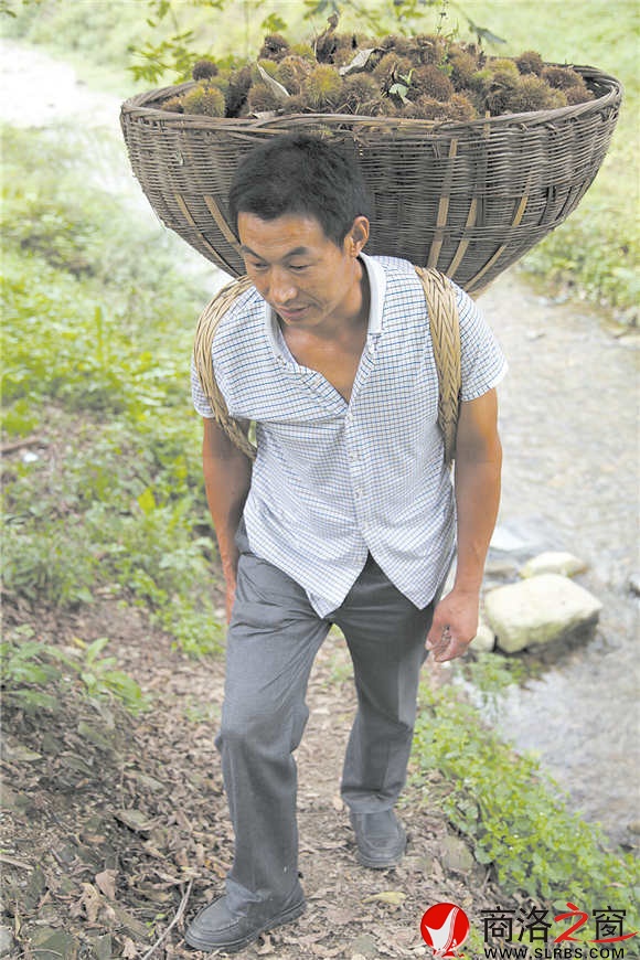 板栗收獲的艱辛，只有栗農(nóng)心里最清楚