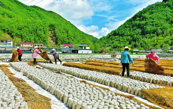 做強特色產業(yè) 賦能鄉(xiāng)村振興