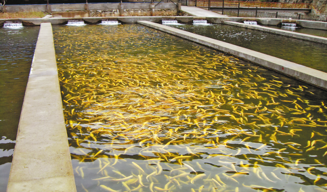 立足生態(tài)資源優(yōu)勢(shì) 發(fā)展特色冷水魚產(chǎn)業(yè)
